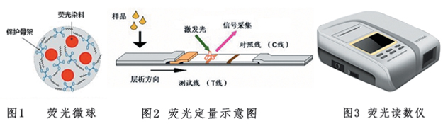 磺胺类抗生素荧光快速检测试纸条