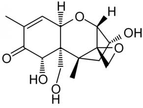 呕吐毒素试纸条