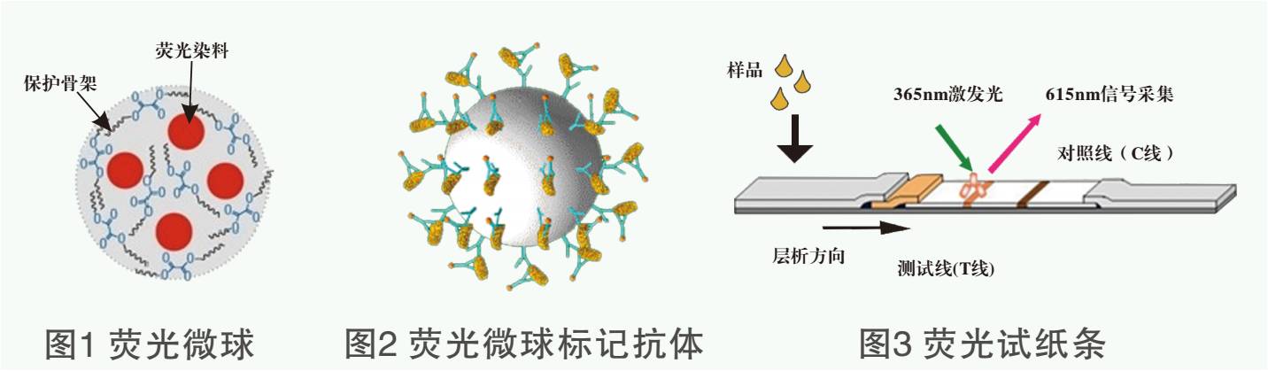 莱克多巴胺荧光检测试纸条原理图