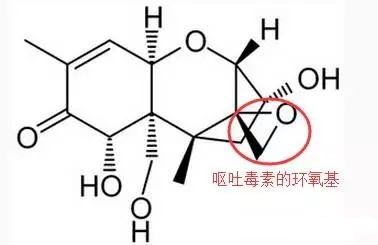 呕吐毒素的毒性结构