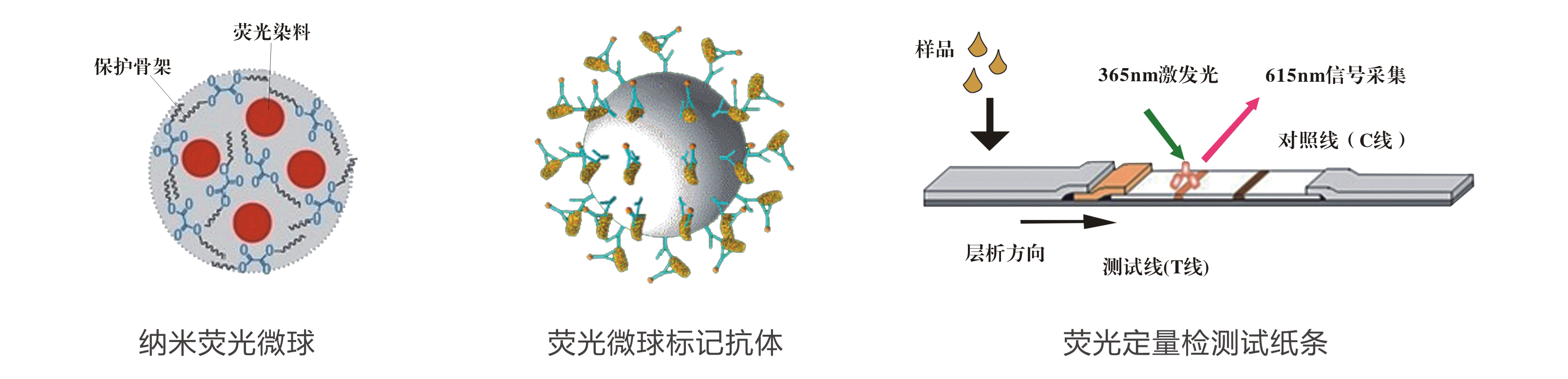 T-2毒素荧光定量快速检测试纸条