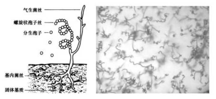 霉菌的菌丝——上海飞测