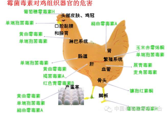 上海飞测从源头杜绝霉菌毒素对鸡的影响