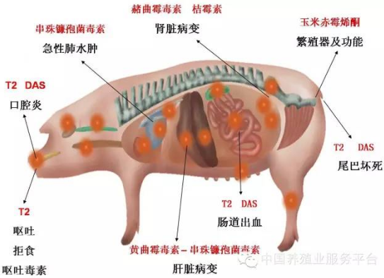 上海飞测快检仪从源头抑制霉菌毒素对猪的危害