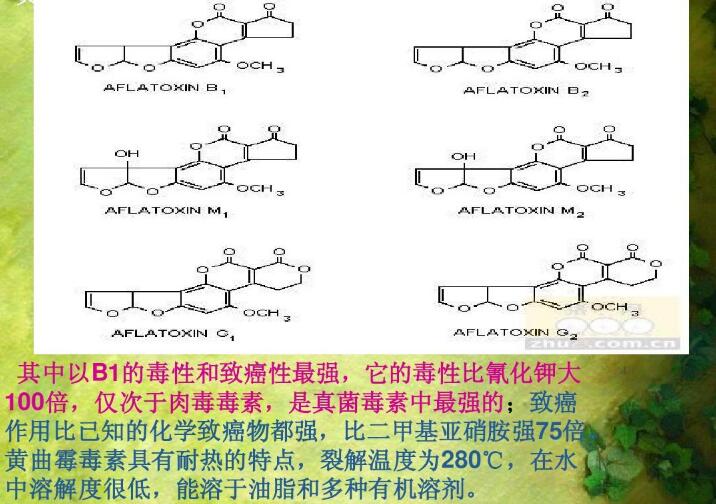  四、黄曲霉毒素的性质