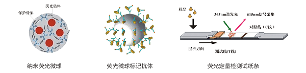 替米考星荧光定量快速检测卡/试纸条