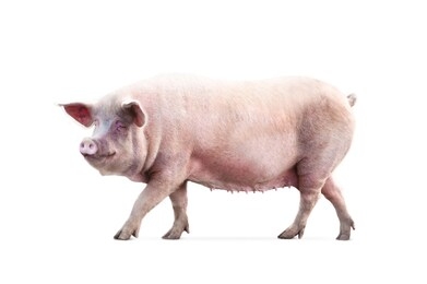 非洲猪瘟快速检测