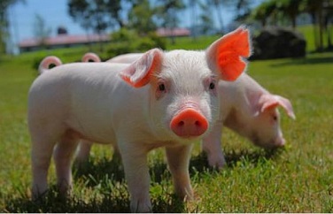 呕吐毒素对猪的影响