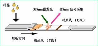 时间分辨荧光