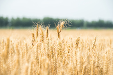 小麦呕吐毒素是怎么产生的
