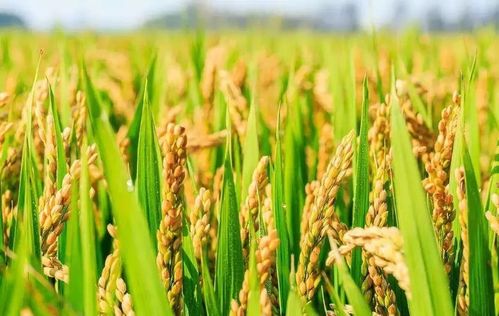 粮食重金属防治方案