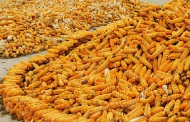玉米真菌毒素